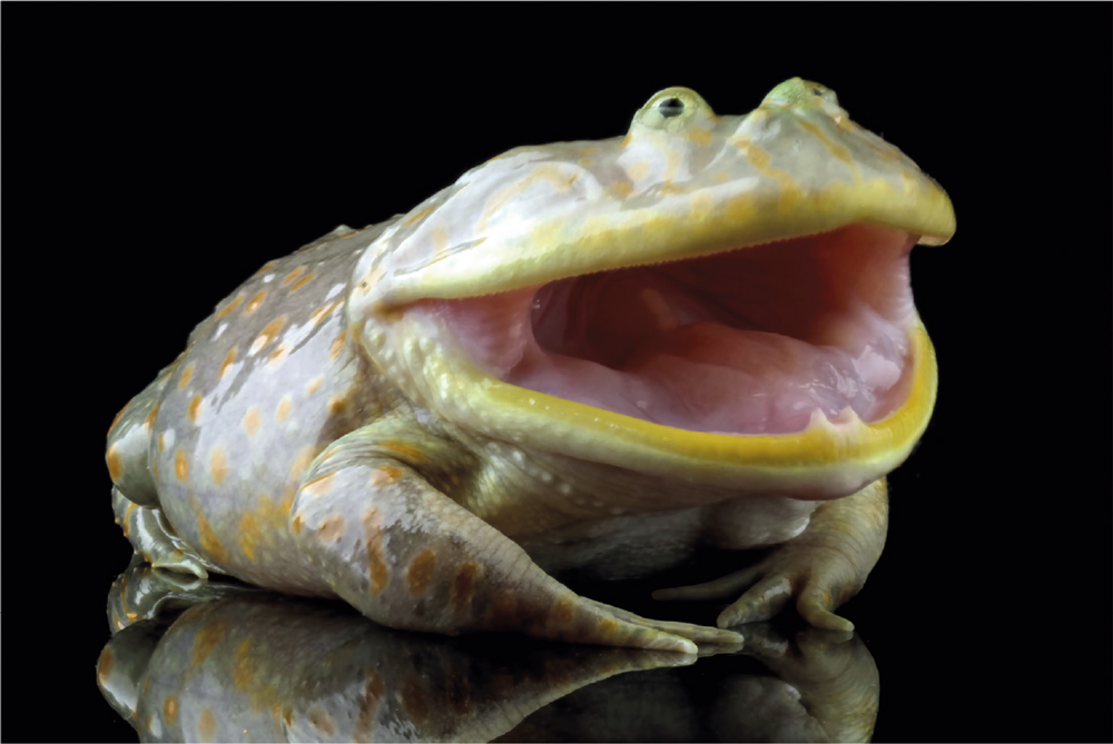 O sapo lava o pé! Mas será que vai ao dentista?
